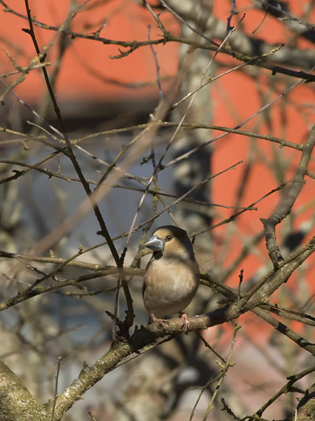 Nokkavarpunen, Hawfinch, Coccothraustes coccothraustes